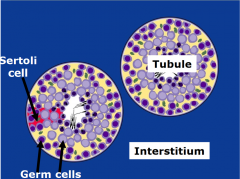 Germ cells


Sertoli cells (somatic; provide physical and nutritional support for the GCs)