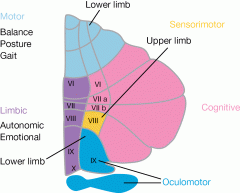 Based on specific functions:
1. Motor
2. Oculomotor
3. Cognitive
4. Limbic