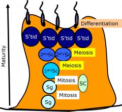 3 cell types:
> spermatogonia
> spermatocyte
> spermatid


3 processes:
> mitosis
> meiosis
> differentiation (spermiogenesis)