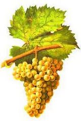 a variety of white grape found primarily in the Savoy wine region of France