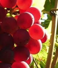 is a red French wine grape variety from the Jura wine region
