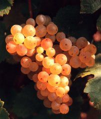 is a variety of white wine grape with green-skinned berries. It is mostly grown in the Jura region of France, where it is made into the famous vin jaune and vin de paille.