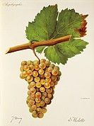 is a white French wine grape planted primarily in the Savoie region