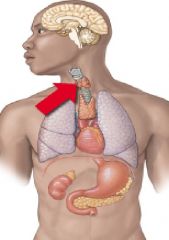 The thyroid gland, in the neck, secretes calcitonin.
