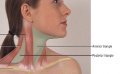 • Anterior Triangle - formed by the anterior aspect of both SCM muscles and the line of the jaw

• Posterior Triangle - formed by the posterior aspect of the SCM muscle, the anterior aspect of the trapezius, and the superior aspect of the clavicle

• 