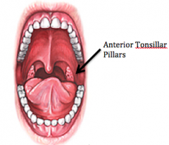 • Anterior tonsillar pillars separate mouth from oral pharynx

• Contains the palatine tonsils – lymphoid tissue, appear granular with deep crypts, located between anterior and posterior pillars