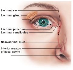 •  Lacrimal glands, ducts, and sac

• Forms tears to irrigate conjunctiva and cornea to keep eye moist and lubricated

• Lacrimal glands, located in upper outer corner or eye, secretes tears that drain across eye into puncta

• Tears then drain into