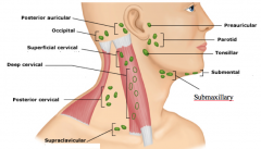 • Location – anterior to tragus of ear

• Drainage – scalp, forehead, lateral eyelids, eyes, upper face and external auditory canal

• Ex – adenopathy with eye infection