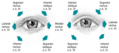 • Superior rectus – up and temporal

• Inferior rectus – down and temporal

• Lateral rectus – horizontal and temporal

• Medial rectus – horizontal and nasal

• Superior oblique – down and nasal

• Inferior oblique – up and nasal