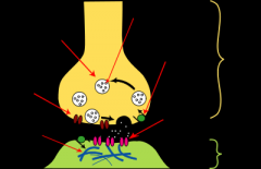 This area is not simply empty space, it is the site extracellular proteins that influence the diffusion, binding, and degradation of molecules secreted by the presynaptic terminal.