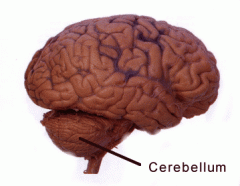 What the cerebellum?