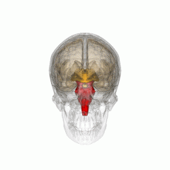 The posterior part of the brain, adjoining and structurally continuous with the spinal cord. It provides the main motor and sensory innervation to the face and neck via the cranial nerves.