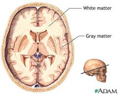 What is gray matter?