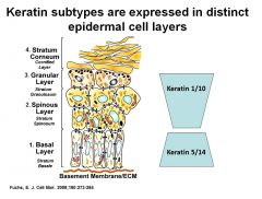 Keratin 1/10 – Granular and Spinous layers
Keratin 5/14 – Basal layer