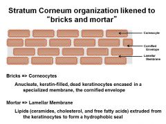 Bricks = corneocytes
Mortar = Lamellar membrane