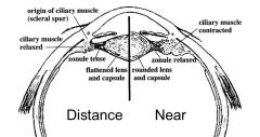 The ciliary muscle relaxes for distance vision so that the lens remains flat, whereas the ciliary muscle contracts to round up the lens for near vision.