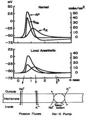 Local anesthetics block the Na+ channel and hence the action potential (they block the Na+ channel more than the K+ channel).