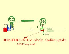 Hemicholinium inhibits choline uptake, which reduces the quantity of ACh present in the presynaptic nerve terminal, causing a miniature EPP due to less ACh release.