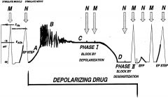 Phase I: 
a) the presence of depolarizing drug prevents ACh released from nerve terminals from interacting with the receptor and 
b) the depolarizing drug has pushed the nicotinic receptors towards the equilibrium potential (E ACh) where current flow ca