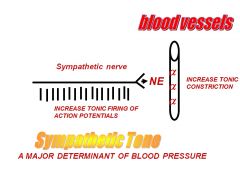 Sympathetic tone is the major autonomic determinant of blood pressure. Increased tonic firing of Aps in sympathetic nerves causes vasoconstriction, and decreased tonic firing of APs causes vasodilation.