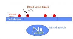 You get smooth muscle relaxation and vasodilation mediated by nitric oxide increasing cyclic GMP.