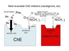 Stigmines anchor at anionic site of ChE and attach at esteratic site. The first attack by serine leaves a carbamylated enzyme, which reacts with water at a very slow rate.
Enzyme is tied up by carbamyl group sitting at the active site, prohibiting the hy
