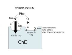 Edrophonium doesn’t bind at the esteratic site; it binds to the anionic site of acetycholinesterase, and there’s no interaction with serine; thus it has weak, transient action.