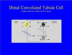 Thiazide diuretics inhibit the Na-Cl symporter in the distal convoluted tubule. They are excellent for treating high blood pressure and kidney stones, because  they can cause an increase of calcium in the urine, as a greater amount of Ca++ is taken up int