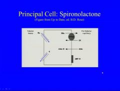 Spironolactone is a K+ sparing distal diuretic.
Side effects: could cause hyperkalemia, since more K+ is staying in the cell