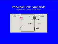 Amiloride works  at the principal cell in the collecting tubule, blocking the Na+ channel and causing greater Na+ excretion. Same result as spironolactone, just a different mechanism.