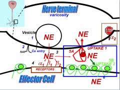 Instead of hydrolysis, the synapse is terminated by uptake, which could either be:
Uptake 1) Into nerve terminal itself
Uptake 2) Uptake into the non-neural effector cell