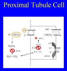 Acetazolamide is a proximal tubule diuretic. It inhibits the activity of carbonic anhydrase, which promotes the aborption of bicarbonate at the proximal tubule. In the proximal tubule, Na+ absorption is coupled to bicarb absorption, so a carbonic anhydras
