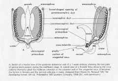 The epithelial lining of the uterus and tubes is derived from the paramesonephric duct. The surrounding mesenchyme gives rise to the myometrium and CT of the uterus. There’s a fusion of the caudal end of the paramesonephric duct that becomes the uterus, a