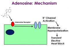 •	Adenosine interacts directly with A1 adenosine receptors in the heart, activating K+ channels, indirectly leading to decreases in L-type calcium channel activity and If (the funny current). The net effect is marked hyperpolarization and transient electi