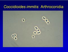 •	Cocciodides
o	Southwest, Far West of the U.S. and Mexico
o	Most primary infections are asymptomatic
o	Vast majority of early infections resolve without specific antifungal treatment
o	Cannot be detected by gram staining, use cytology for spherules o