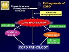 •	Environmental exposure (e.g., cigarette smoke) results in exaggerated inflammatory response which results in oxidative stress and proteinases, which destroy the lung, resulting in the formation of emphysema
•	COPD is characterized by CD8 influx into th