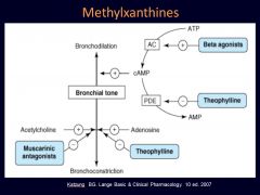 Methylxanthines (e.g., Theophylline) act as bronchodilators, blocking phosphodiesterase and increasing availability of cAMP.