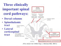 The lateral corticospinal tract carries movement commands from the contralateral motor areas of cortex.