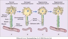Chromatolysis is the dissolution of the Nissl bodies in the cell body of a neuron. It is an induced response of the cell usually triggered by axotomy, ischemia, toxicity to the cell, cell exhaustion, virus infections, and hibernation in lower vertebrates.