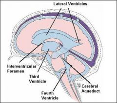 CSF is produced in the brain by modified ependymal cells in the choroid plexus (approx. 50-70%) and the remainder is formed around blood vessels and along ventricular walls. It circulates from the lateral ventricles to the foramina of Monro (Interventricu