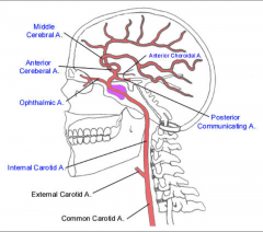 1. Anterior cerebral artery and middle cerebral artery

2. Foramen Lacerum

3. Goes into the dura, arches back around, pierces the dura again, and supplies the orbit (Ophthalmic Artery)