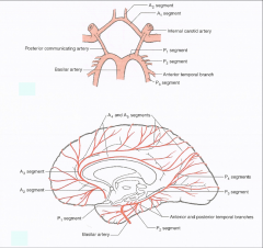 Above the Optic Chiasm to the medial surface of the cerebral hemispheres. Arches around the genu (horn) of the corpus collosum. (From internal carotid to the termination at the parieto-occipital sulcus)

Segment 1 – precommunicating segment
A2 – the in