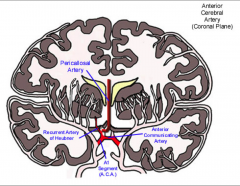 From the internal carotid bifurcation to the anterior communicating artery, connecting both sides

Cerebral Aneurysms