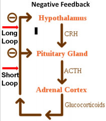 CRH - Corticotropin Releasing Hormone
ACTH - Adrenal Corticotropin Hormone

Adrenal glands stimulate cortisol to make Glucose and Free Fatty Acids out of your body
This is what helps you get up in the morning