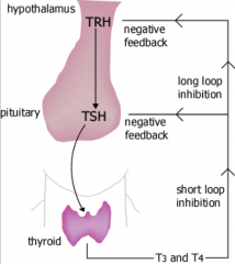 T3 and T4 will stop the production of TSH AND downregulate the TRH receptors on the pituitary