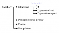 V2 --> Foramen Rotundum  --> Pterygopalatine Fossa --> Infraorbital Canal --> Infraorbital foramen --> Maxillary skin