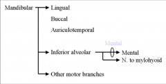 Lingual - General Sensation to Ant. 2/3 of tongue
Buccal Nerve - Mucosa of mouth & lateral pterygoid muscle
Auriculotemporal Nerve - External auditory meatus and part of Tympanic membrane
Inferior Alveolar Nerve - Lower teeth and gums, Chin and lower l