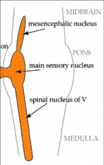NOTE: The mesencephalic nucleus, located in the CNS, contains the cell bodies of proprioception from the jaw traveling on V3. --> Runs along the 4th ventricle

These are the only sensory pseudounipolar neurons with Cell Bodies INSIDE of the CNS

Discr