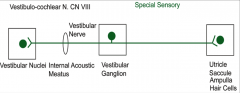 In the Vestibular Ganglion in the bony labyrinth

Primary sensory neurons (Hair Cells) --> Cell bodies in the Vestibular Ganglion --> travel through the Internal Acoustic Meatus (With the facial nerve) --> To the Vestibular nucleus in the Pons (where th
