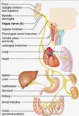 Parasympathetic - all organs below the neck EXCEPT adrenals and Descending colon

Motor - Pharynx, Larynx, Palatoglossus

General Sensation - External acoustic meatus

Taste - Throat and Epiglottis